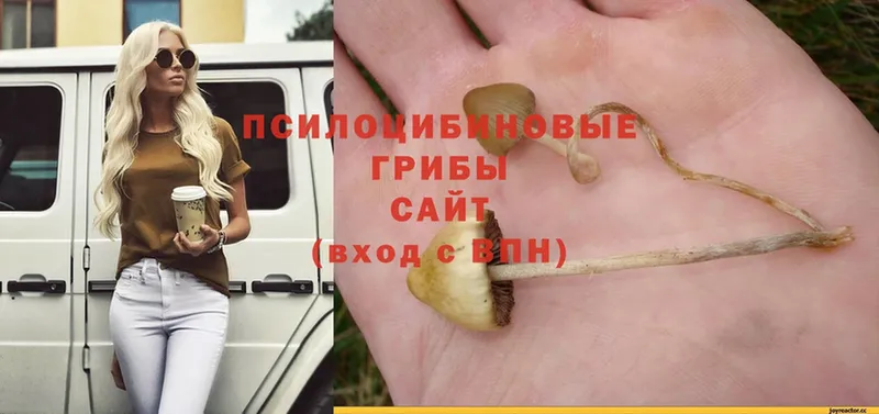 Галлюциногенные грибы Magic Shrooms  OMG ONION  Бологое 